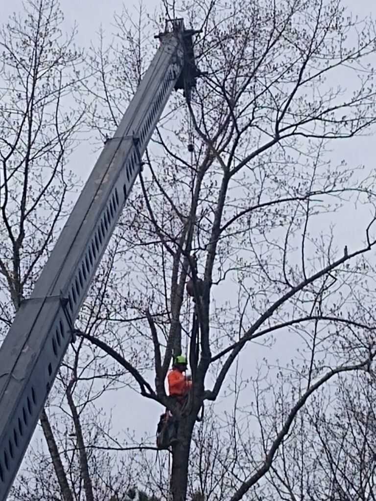 tree removal durham north carolina