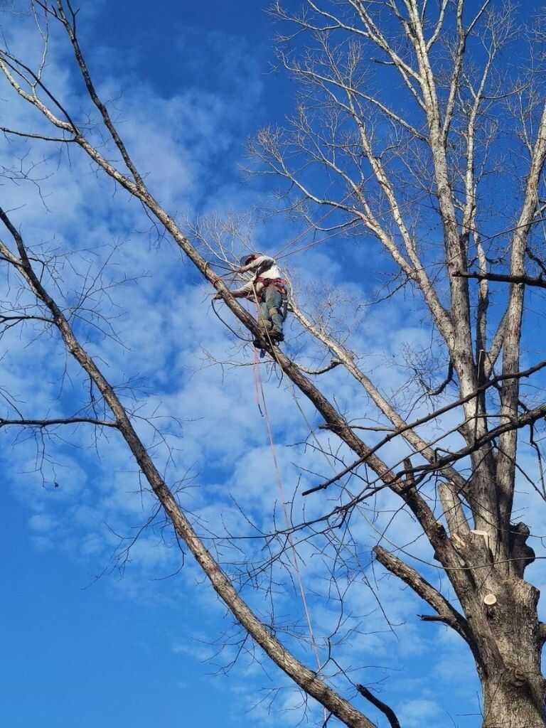 tree removal in durham