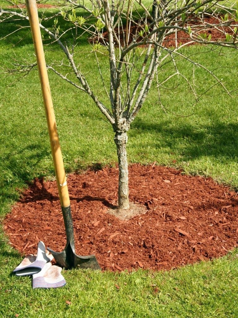 Residential Tree Planting Services