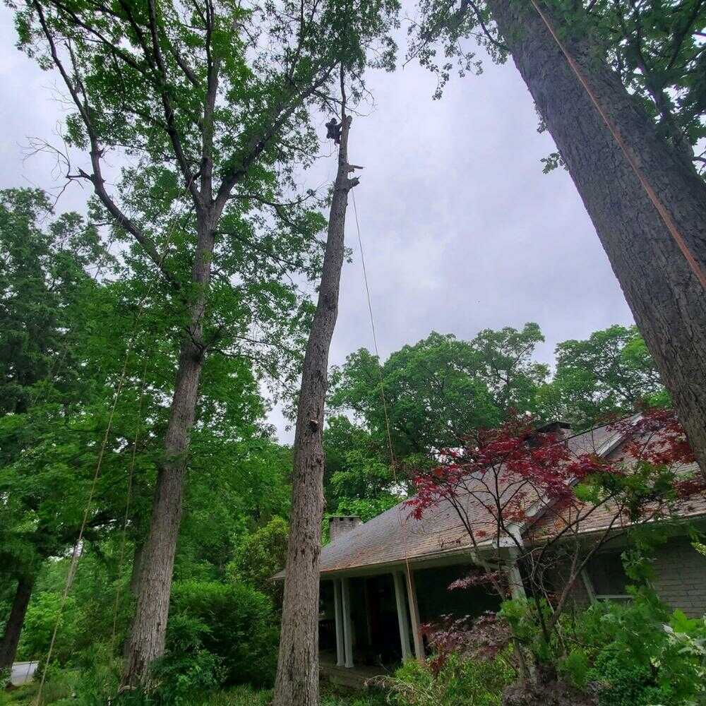 Professional Tree Removal Service in Durham NC